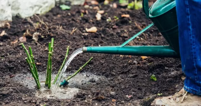 Дрожжевая подкормка: секрет пышного цветения роз