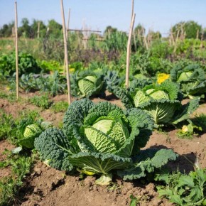 �������� �������: ��� ����� � ������� ������ �� ������