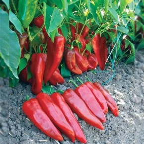 ������ ����� ���: ��������� ����� ��� ������ �������