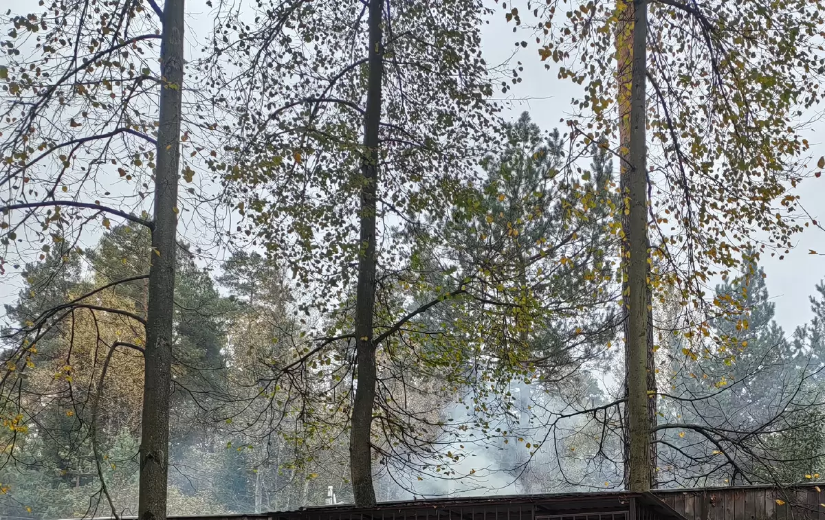 Листья под ногами: как современный садовод может обойтись без сжигания листвы