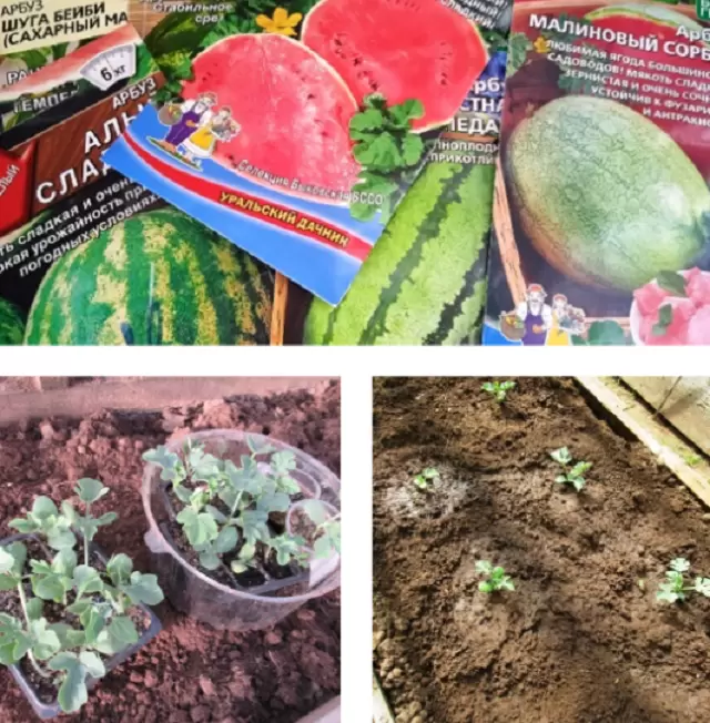 Как вырастить сладкие арбузы в теплице: секреты выбора семян и проращивания