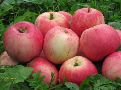 ������ �����: ��������� ����� ��� ���������� ���� � ���������� �������