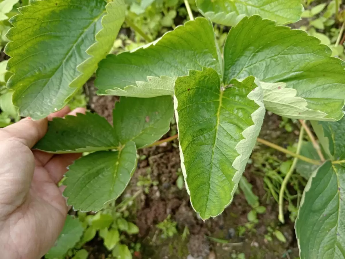 Тайны полива и ухода за клубникой: что нельзя делать после сбора урожая