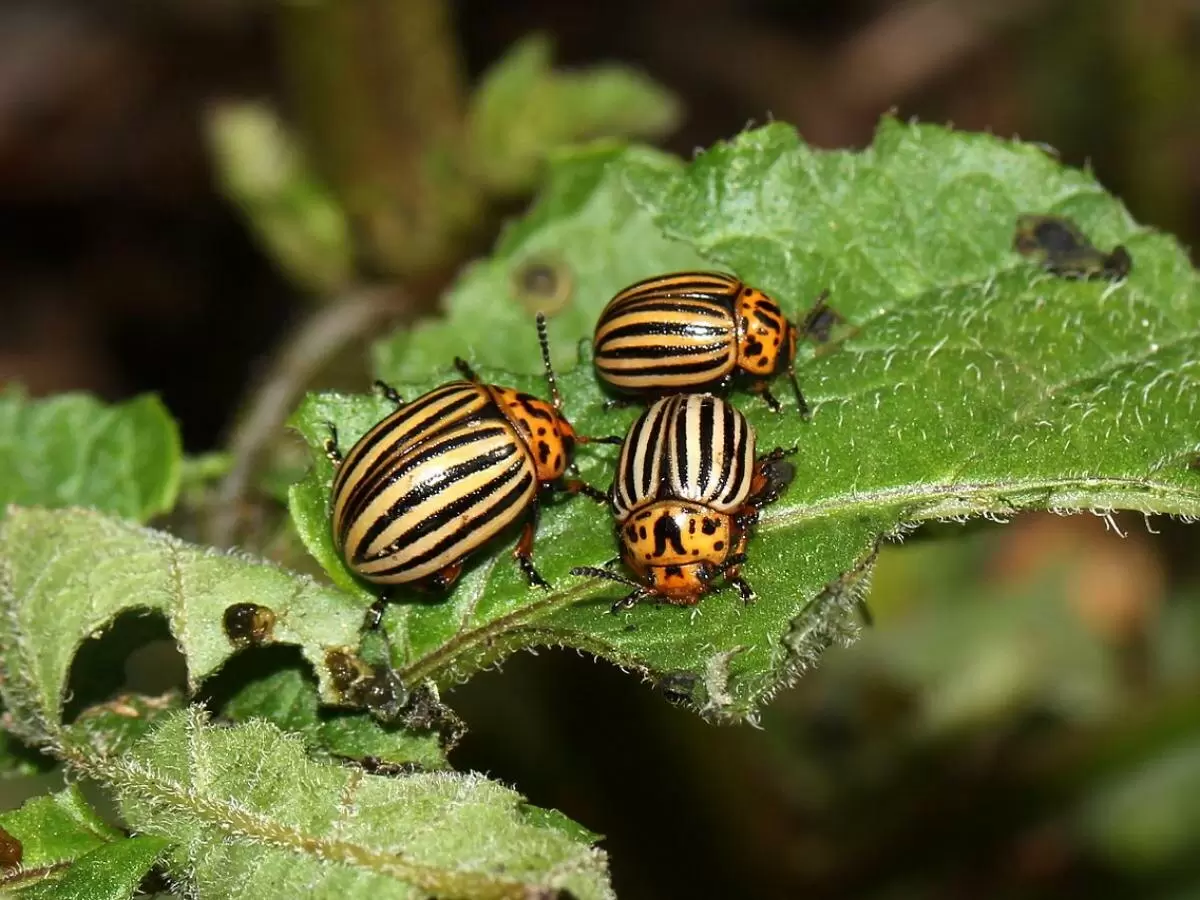 Как растения-репелленты помогают избавиться от колорадского жука и спасают урожай