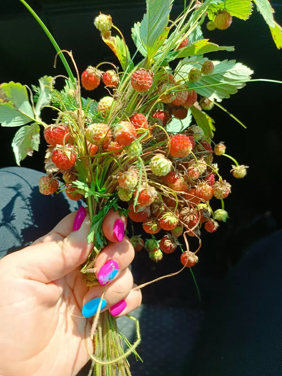 Лесные подарки: как зайчик стал символом детской радости