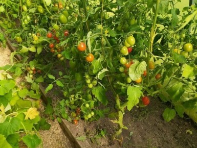 ������������ �������: ������� �������� ����������� ��������� � ����