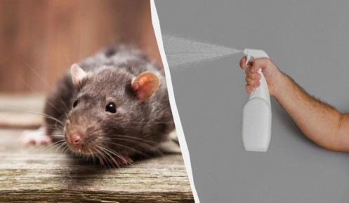 Сражение с грызунами: простые и эффективные народные методы против крыс
