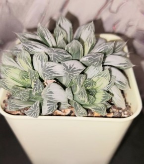 ��������� ��������: �������� ������