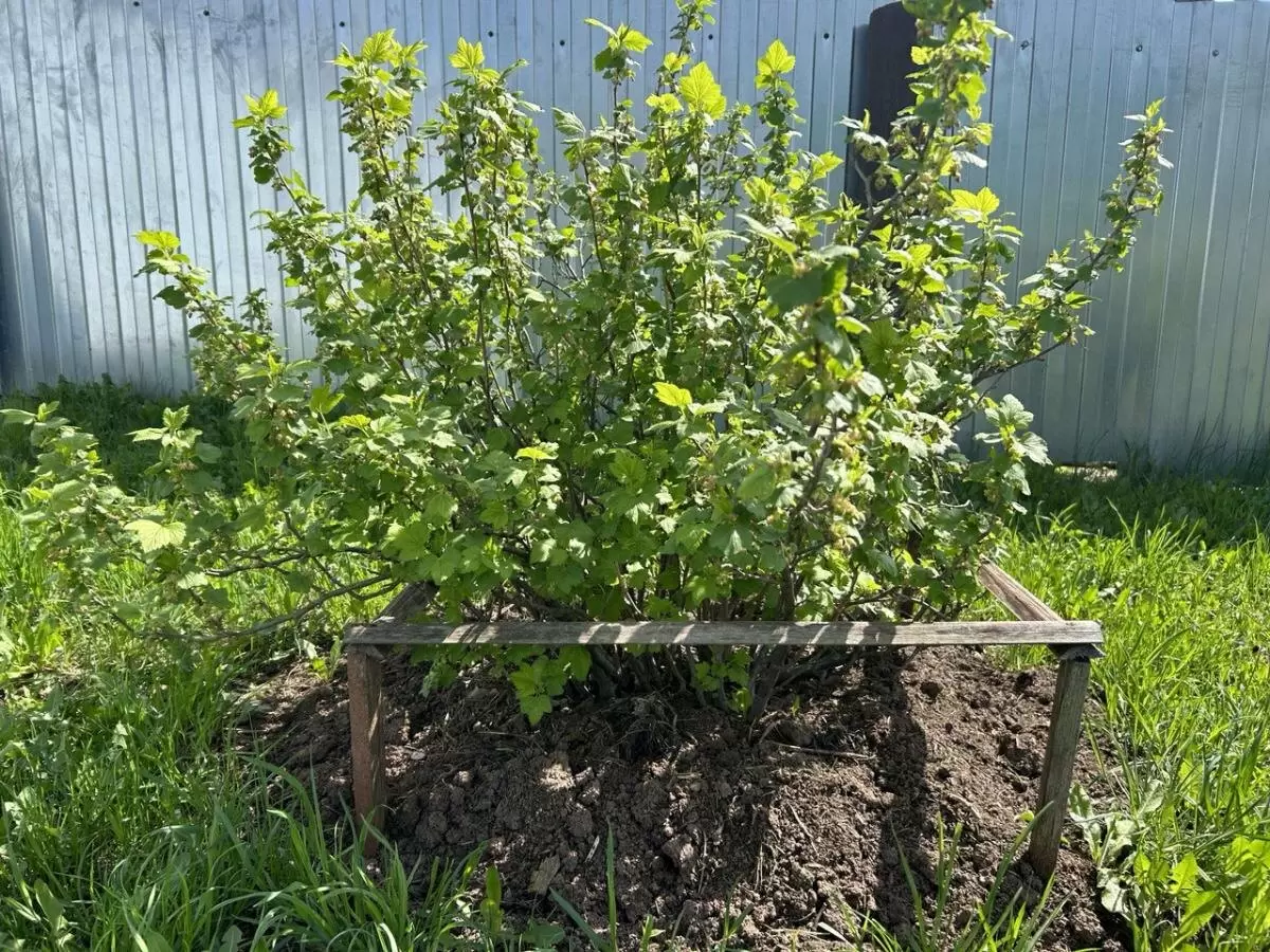 Летняя обрезка смородины: секреты получения щедрого урожая