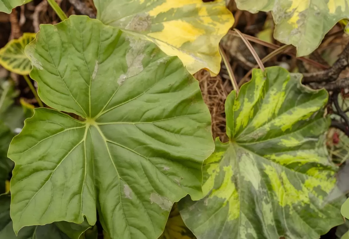 Как удобрение может испортить урожай огурцов: советы по улучшению роста