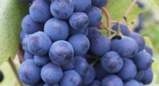 �������� ��������: ������������ ����������� � ������ � ������� �����