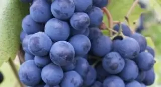 Виноград Кардинал: Впечатляющие особенности и отзывы о любимом сорте