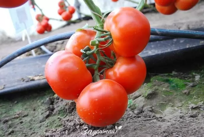 Томат Аттия: идеальный выбор для современных теплиц
