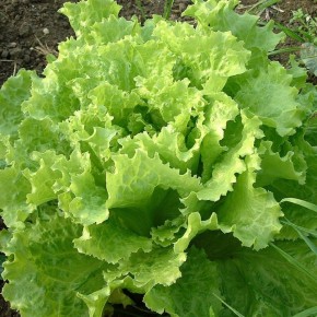 ���-����������: ��� ��������� ����� ������ ������ �� ������� ������������