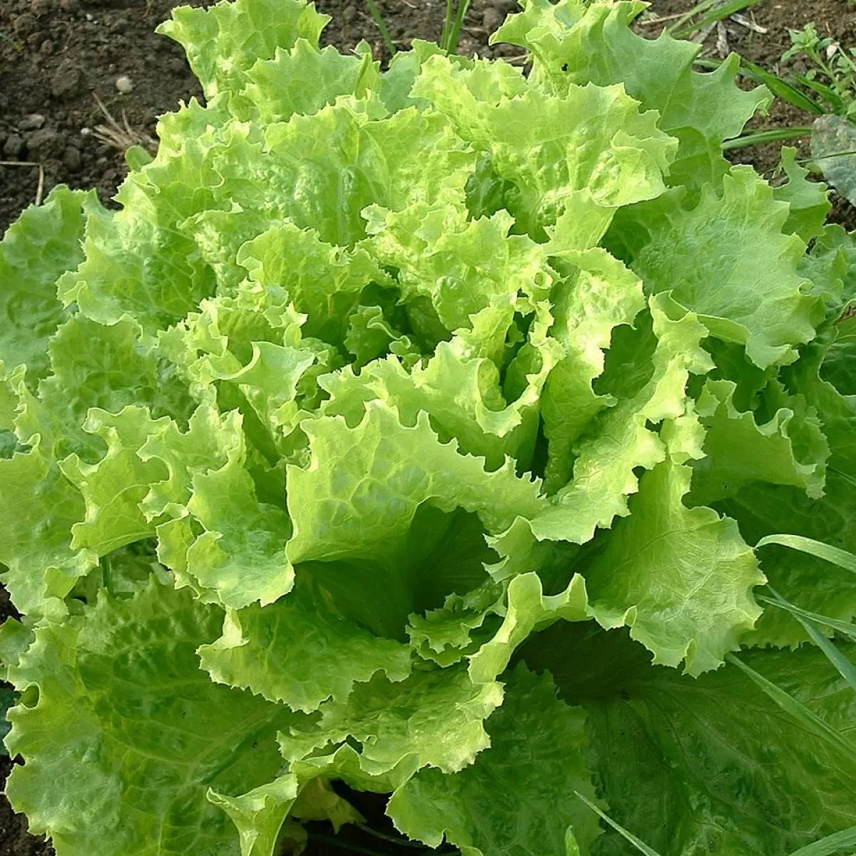 Эко-инициатива: как вырастить новый урожай зелени из покупки супермаркета