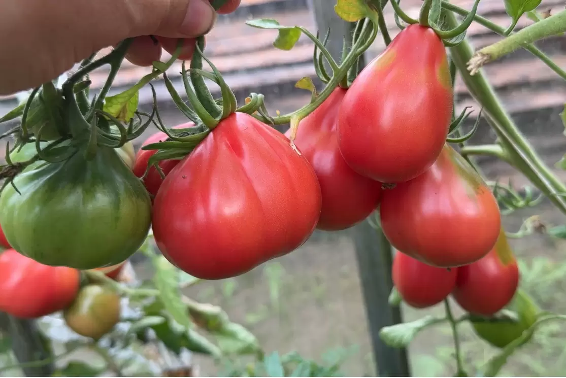 Томаты, которые подарят вам щедрый урожай: топ-5 надежных сортов