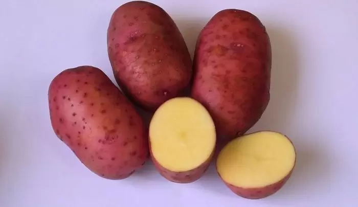 Картофель Сокур: надежный выбор для сибирских дачников