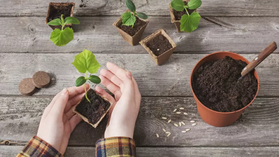 Эксперимент с рассадой огурцов: какие тары действительно работают?