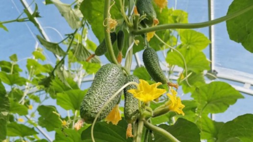 Как успешно вырастить огурцы сорта "Монолит": секреты максимального урожая
