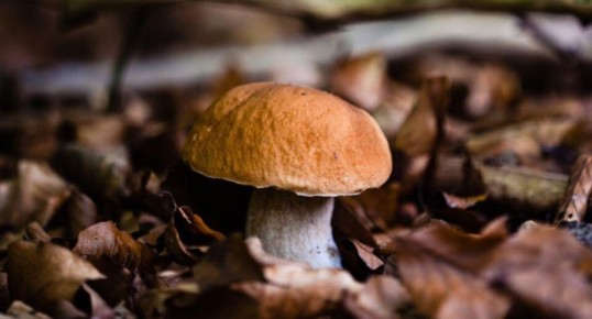 Секреты удачной охоты на подберезовики