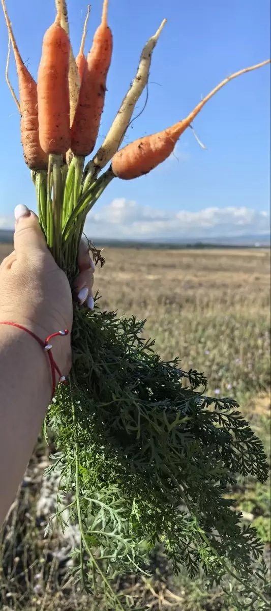 Исторический путь моркови: от диких корней до яркой радуги на вашем столе