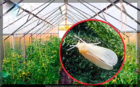 Борьба с белокрылкой: советы для осеннего сада