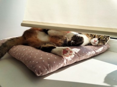 ��� ������� ����� ����������� ������������: ����������� ������ ������� ��� ��������