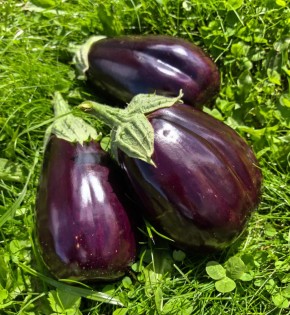 ��� ��������� ���������� �������� ����������: ������ ��� ��������