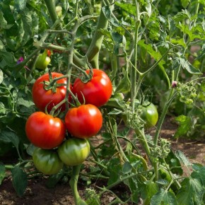 �������� � �������� ���������: 6 ������, ������� ������� �� � �����