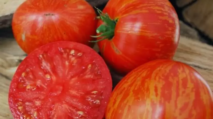 Томаты-биколоры: самые вкусные и необычные сорта 2025 года