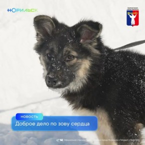 В жизни норильского приюта «Бытовик» произошло знаковое событие