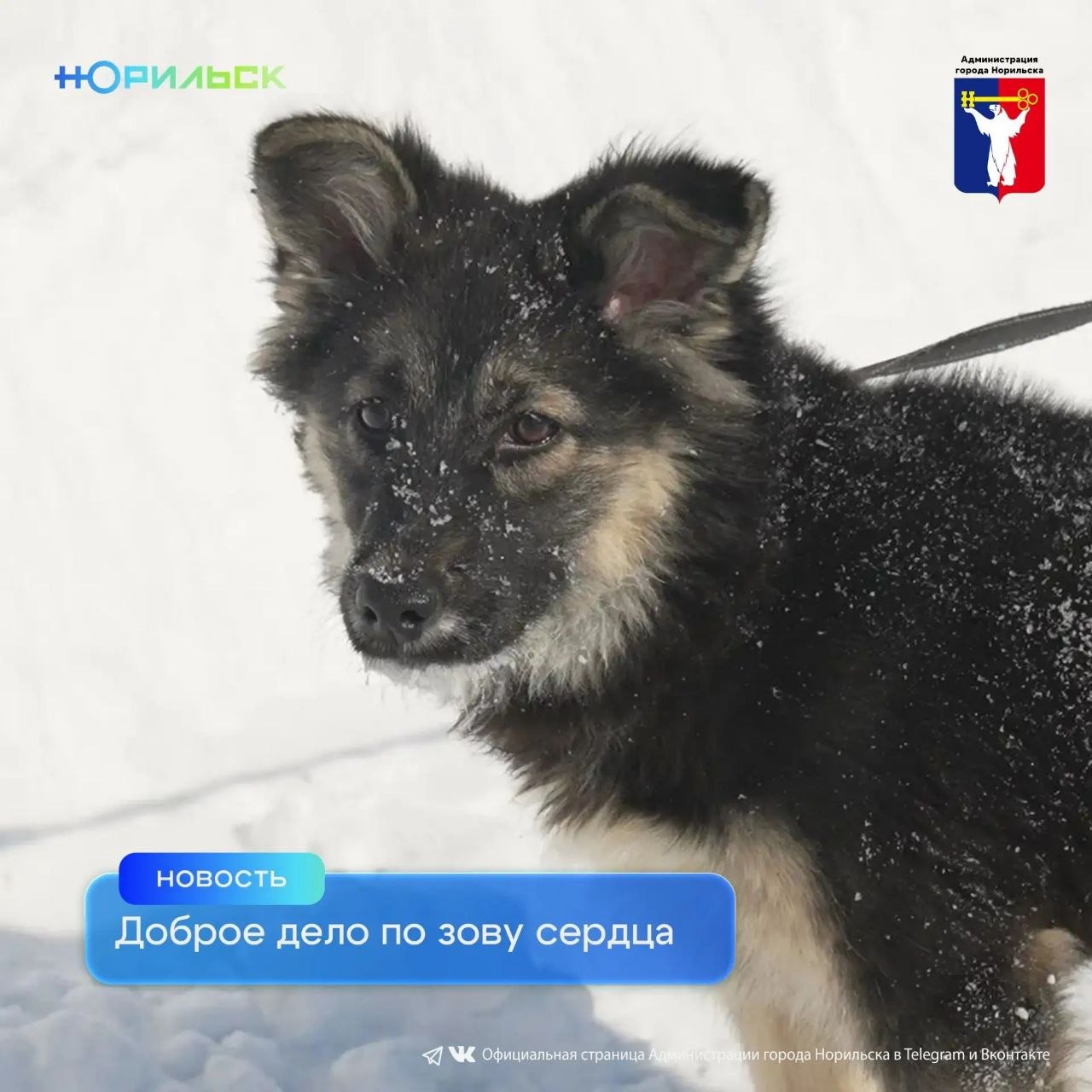 В жизни норильского приюта «Бытовик» произошло знаковое событие