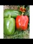 Перец Падишах: яркие плоды, универсальные возможности и легкость в уходе
