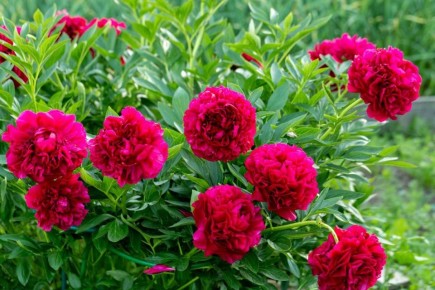 Удивительные секреты ухода за пионами после цветения: советы опытных садоводов