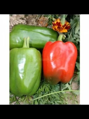 Перец Падишах: яркие плоды, универсальные возможности и легкость в уходе