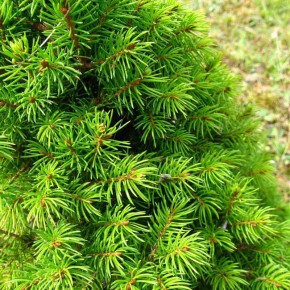 ������� ��������� ����� �� �������� ����������