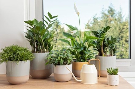 Как правильно расположить растения: секреты выбора окон