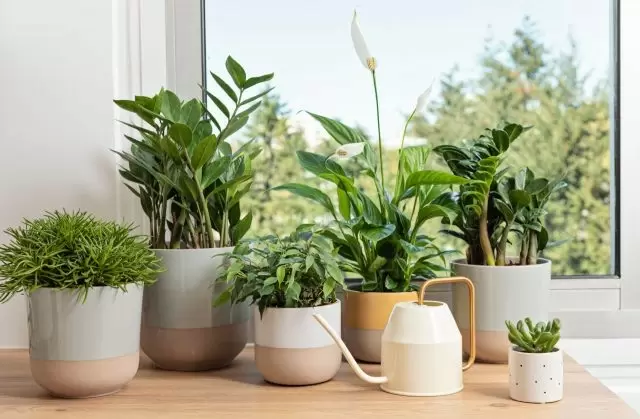 Как правильно расположить растения: секреты выбора окон