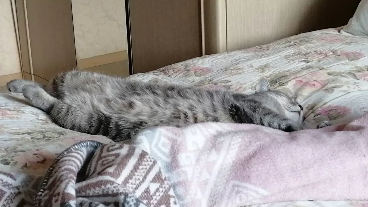 Кот-собака-ниндзя: удивительная жизнь Кассиопеи