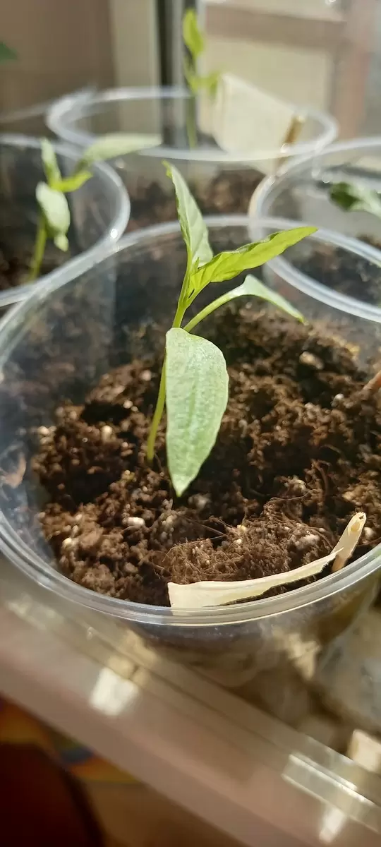 Укрепление рассады в апреле: что необходимо учитывать