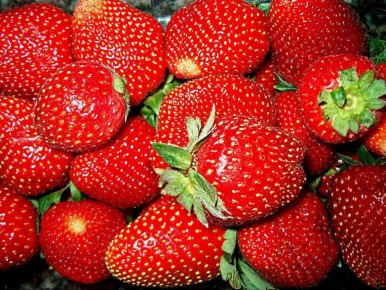 ����� �������� ��������� ��������, ������� ������� ��� ��� ��������