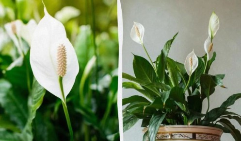 ��� �������� �������� ������������: ������ �������� �� ����� �� ����������