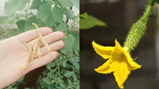 ����������� �������� �� �������� �������: ��� ���� ����� ������ ��� ������ �������