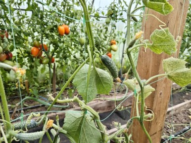 ��� �������� ����� ������� � ������� �� ������ �����