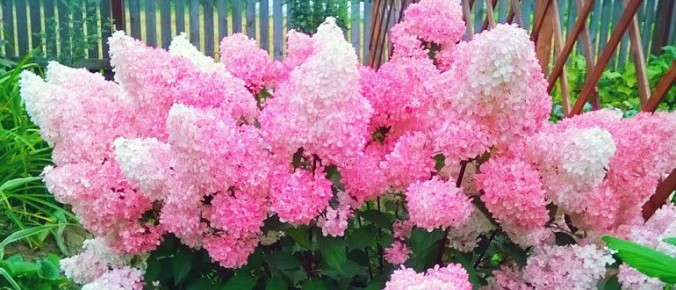 ��� ��������� ���������� ��������� ��� ������� ��������