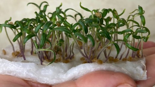 ��� ��������� ������� ������� �������: ������� ��������������