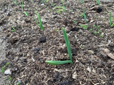 ��� ���������� ������� ��������� ������� ������: ������� ���������