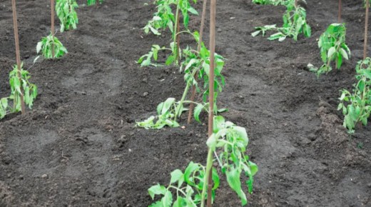 ��� ������, ���� ������� �� ������ ����� ���������: �������� ������ ��� �����������