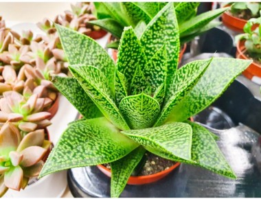 ����������� �������: ������� ��������� �������� ����� ��������� �� ������