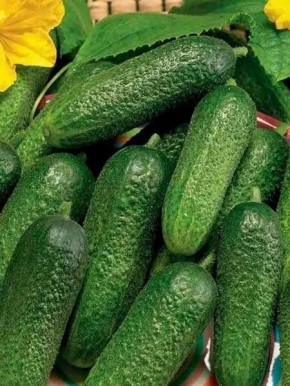 ������ �������: ���������������� ������ � �����-�������� �������